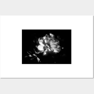 Sunlit Dahlia In Black and White Posters and Art